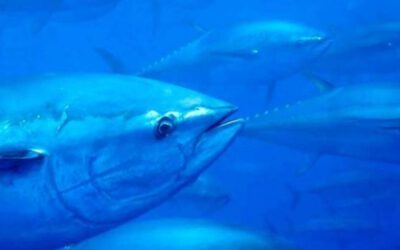 Crece el consumo de atún procedente de pesca sostenible